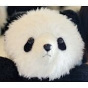 PANDA 1/2