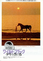 ワイルド・ブラック 少年の黒い馬