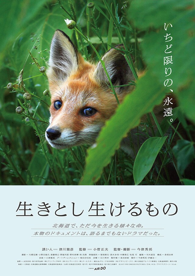 キタキツネの親子や8万羽のマガンなど 北海道の生き物捉えたドキュメンタリー公開 映画ナタリー