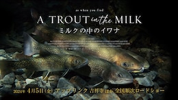 ミルクの中のイワナ