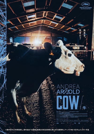 COW/牛