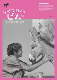 小さなロバ、ビム 4K