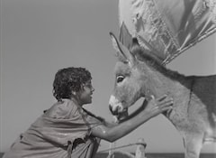 小さなロバ、ビム 4K