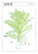 筑摩書房から発売されている尾崎翠の作品集。