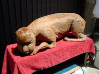 件（くだん）の剥製。木原浩勝氏蔵。