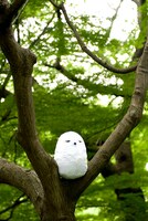 木の枝に止まる白フクロウ・アルテミス。一体何を見つめているのか。