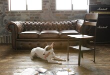 仮メインビジュアル。(C)2010『BECK』製作委員会/(C)ハロルド作石/講談社