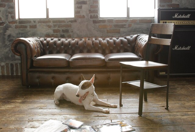 仮メインビジュアル。(C)2010『BECK』製作委員会/(C)ハロルド作石/講談社