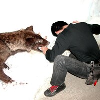 狼と対決する一文字。腕を咬まれてもギブアップしない不屈の闘志を試合でも見せられるか。