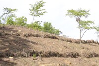 「ナルトの森」がつくられる山梨県の植林地。　撮影／武田 諭