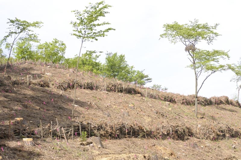 「ナルトの森」がつくられる山梨県の植林地。　撮影／武田 諭