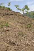 「ナルトの森」がつくられる山梨県の植林地。　撮影／武田 諭
