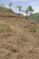 「ナルトの森」がつくられる山梨県の植林地。　撮影／武田 諭