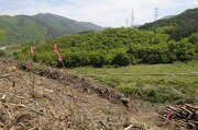「ナルトの森」がつくられる山梨県の植林地。　撮影／武田 諭