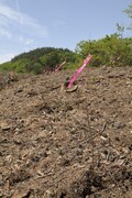 「ナルトの森」がつくられる山梨県の植林地。　撮影／武田 諭