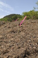 「ナルトの森」がつくられる山梨県の植林地。　撮影／武田 諭