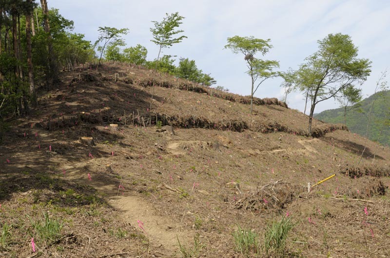 「ナルトの森」がつくられる山梨県の植林地。　撮影／武田 諭