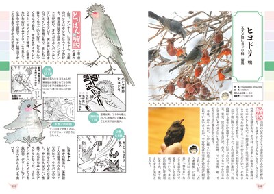 「とりぱん大図鑑」の1ページ。ヒヨドリの気性の荒さがユニークに記されている。