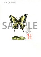 イラストの一例「アゲハ（キアゲハ）」