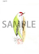 イラストの一例「アオゲラのポンちゃん」