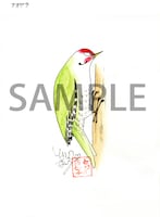 イラストの一例「アオゲラのポンちゃん」