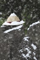 「ルフィの麦わら～3D2Y～」イメージ画像。(C)尾田栄一郎／集英社・フジテレビ・東映アニメーション