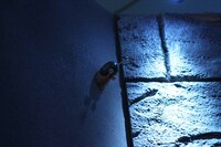 壁の隅にも電伝虫がいるので、探してみよう。