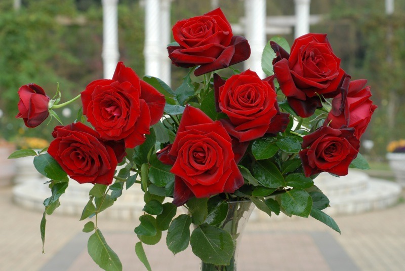 真紅の大輪花が印象的な、「ベルサイユのばら」。