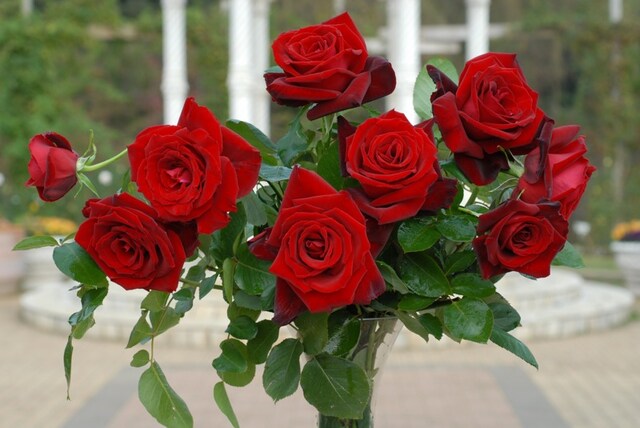 真紅の大輪花が印象的な、「ベルサイユのばら」。