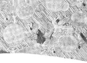 画集「海獣とタマシイ」収録予定作品の一部。