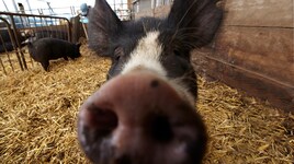 「銀の匙」CMはこのあと4時から！毎時別19種がTV＆WEBで