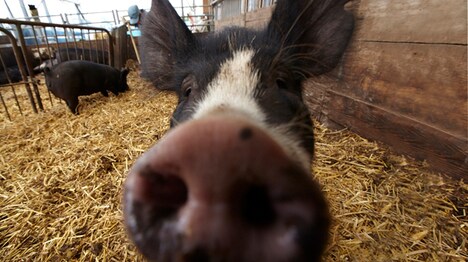 7月18日にオンエアされるCMの1シーン。この豚がどのような活躍を見せるのかはCMをチェックしよう。