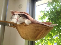 今日マチ子の飼い猫「ムーム」。