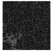 篠原千絵「闇のパープル・アイ」。