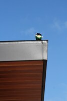 新たに追加されたモニュメントのころばし屋。ミュージアム屋外のどこかに潜んでいるので、写真を頼りに探してみよう。(C)Fujiko-Pro