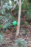 新たに追加されたモニュメントの「キー坊」。森の中に潜んでいるので見逃し注意だ。(C)Fujiko-Pro