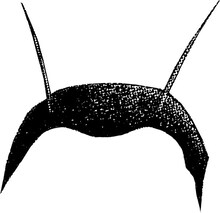 「テラフォーマーズ」パーツの一例。(c)貴家悠・橘賢一/集英社