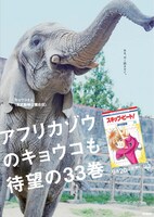 アフリカゾウのキョウコが大きく写し出された、「スキップ・ビート！」33巻の宣伝物。