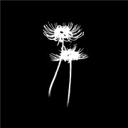 背面にプリントされた彼岸花のイラスト。(c)松本光司／講談社