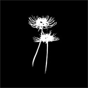 背面には彼岸花のイラストをデザイン。(c)松本光司／講談社