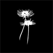 背面には彼岸花のイラストをデザイン。(c)松本光司／講談社