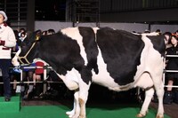 イベント会場には牛も登場。