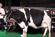 イベント会場には牛も登場。
