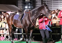 広瀬が乗って登場した栗毛の馬。