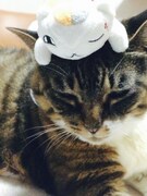 「ニャンコ先生を探せ！写真コンテスト」投稿写真の例。