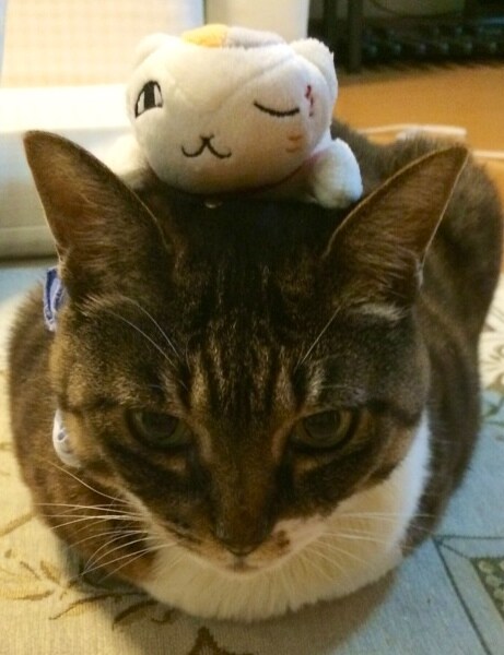 愛猫と「夏目」グッズの写真コンテスト開催