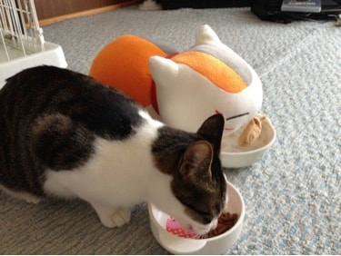 ニャンコ大賞に選ばれた写真。