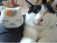 佳作そっくり賞に選ばれた写真。