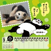 「パンダばっかりカレンダー2015 byしろくまカフェ」より。(c)HIGA ALOHA