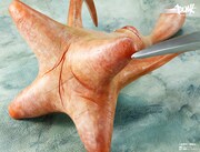 「1/1スケール ソフビ製塗装済完成品ミギー」